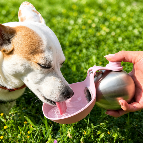 LBMLBM™ 2-in-1 Dog Travel Water Bottle-One Bottle. Easier Dog Walks.